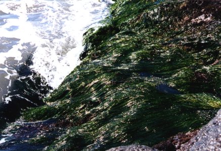 seaweed combed by the waves