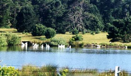 Pond2.jpg - 27825 Bytes