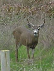 a leading Caspar Citizen