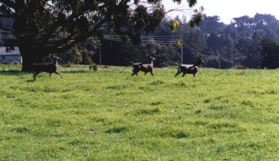 Three deer on the headlands