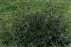 click to see the lupine