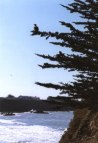click to see the osprey 