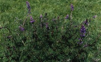 lupine in april