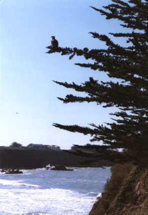  osprey resting during a day of hunting 