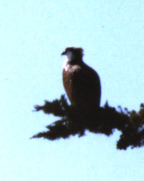  osprey at rest 