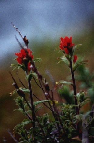 Mendocino  paintbrush