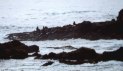 click to see the sea lions 