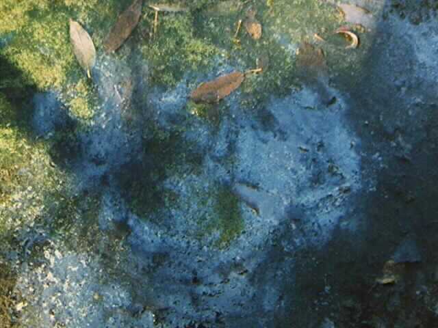 SummerPond.jpg - 34096 Bytes