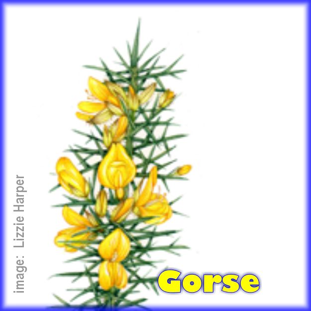 Gorse: our plague